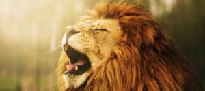 Lion's Roar nov 2016 cropped